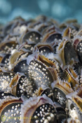 Mussels. Trefor pier. North Wales. D200, 60mm. by Derek Haslam 